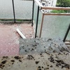 Allontanamento Piccioni