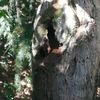 Potare O Tagliare Alberi