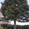 Potare O Tagliare Alberi