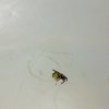 Disinfestazione da Insetti