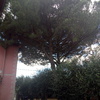 Potare O Tagliare Alberi