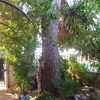 Potare O Tagliare Alberi
