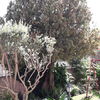 Potare O Tagliare Alberi