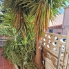Potare O Tagliare Alberi