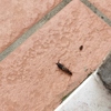 Disinfestazione da Insetti