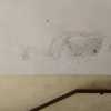 Perdita bagno