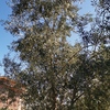 Potare O Tagliare Alberi