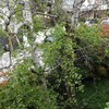 Potare O Tagliare Alberi