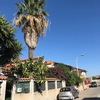 Taglio totale e smaltimento palma washingtonia