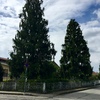 Potatura/taglio alberi d'alto fusto e sistemazione giardino mq 250