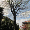 Potatura e Taglio Alberi