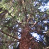 Taglio albero a lissago (varese)