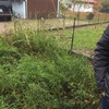 Rimozione erbacce e diserbatura giardino