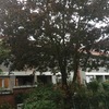 Potare O Tagliare Alberi
