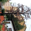 Abbattimento Cedrus Atlantica Secco