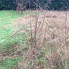 Manutenzione di un giardino di 250 MQ
