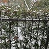 Riparazione ringhiera giardino