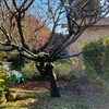 Potare O Tagliare Alberi