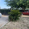 Potare O Tagliare Alberi
