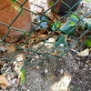 Costruire Muro Blocchi