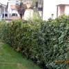 Togliere Siepe