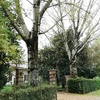 Potare O Tagliare Alberi