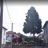 Potare O Tagliare Alberi