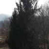 Potare O Tagliare Alberi