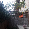 Potare O Tagliare Alberi