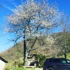 Potare O Tagliare Alberi