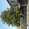 Potatura magnolie