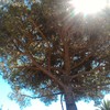 Potatura albero alto fusto