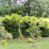 Piantare Giardino