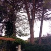 Potare O Tagliare Alberi