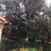 Potare O Tagliare Alberi