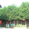 Taglio alberi