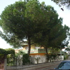 Abbattere due pini alti circa 10 m