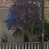 Potare O Tagliare Alberi