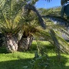 Potare O Tagliare Alberi