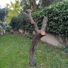 Potare O Tagliare Alberi
