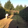 Potare O Tagliare Alberi