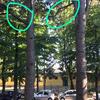 Potare O Tagliare Alberi