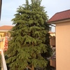 Potare O Tagliare Alberi