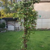 Manutenzione Giardino