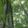 Potare O Tagliare Alberi