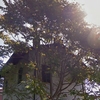 Potare O Tagliare Alberi