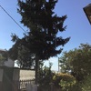 Potare O Tagliare Alberi