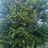 Potare O Tagliare Alberi