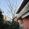 Potare O Tagliare Alberi