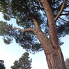 Potare O Tagliare Alberi